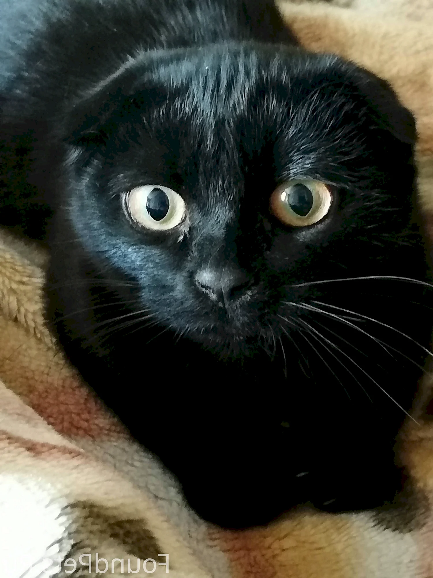 Черный вислоухий кот
