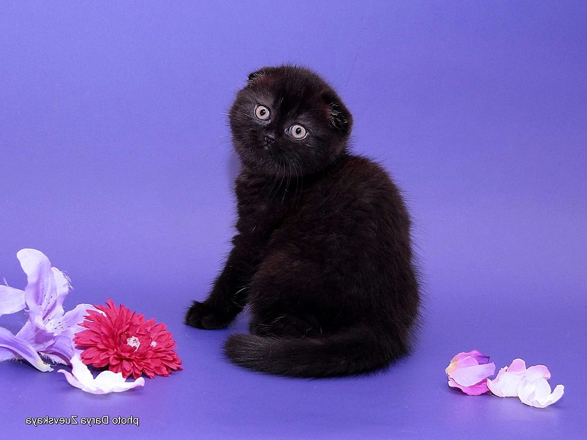 Черный вислоухий котенок
