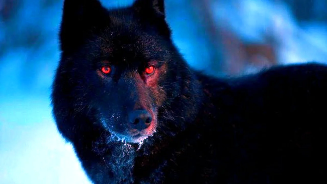 Черный волк Альфа