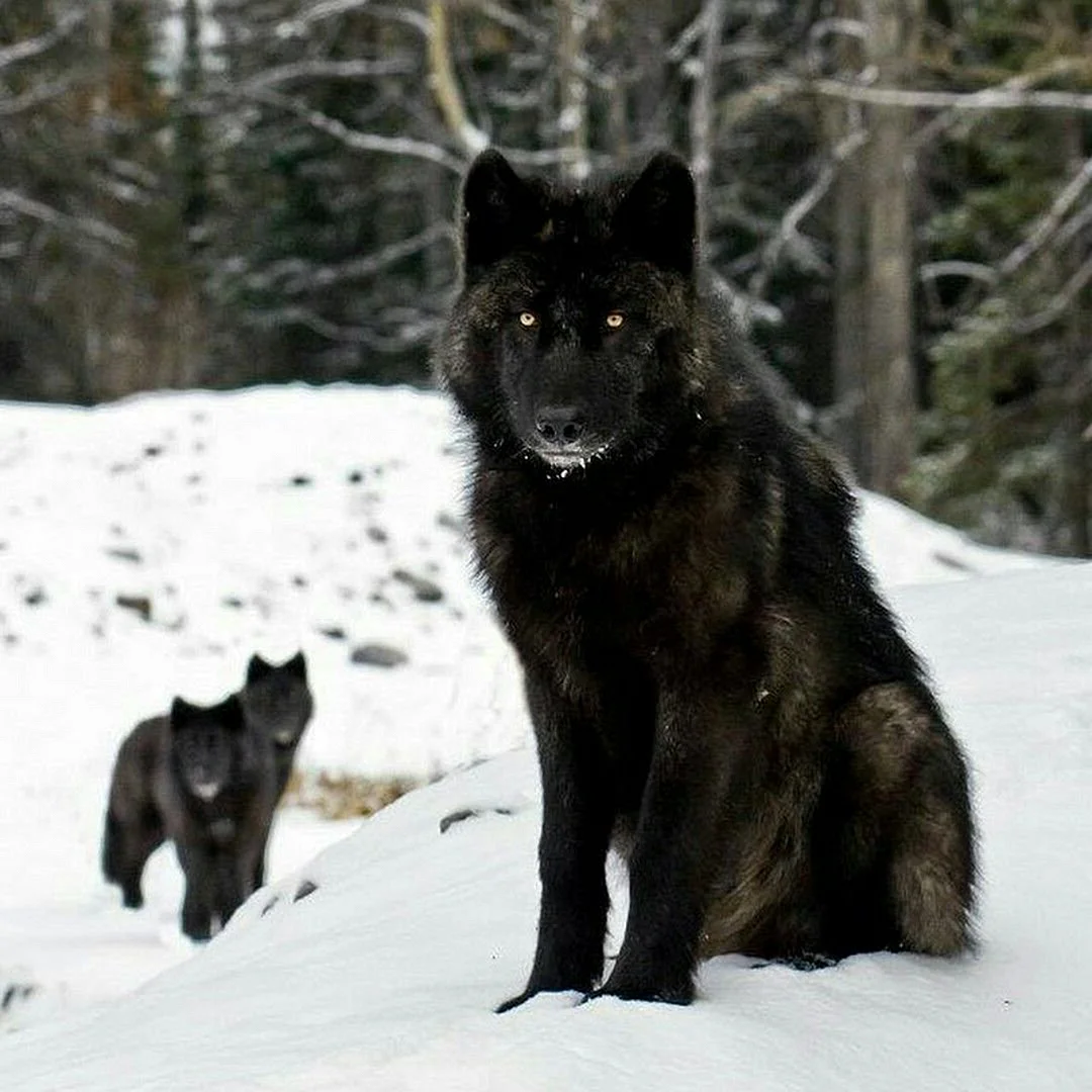 Черный волк дома
