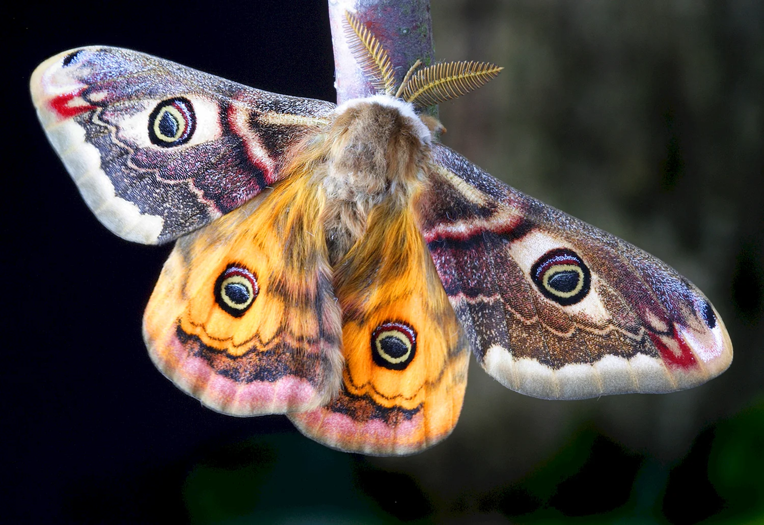 Чешуекрылые бабочки моли мотыльки
