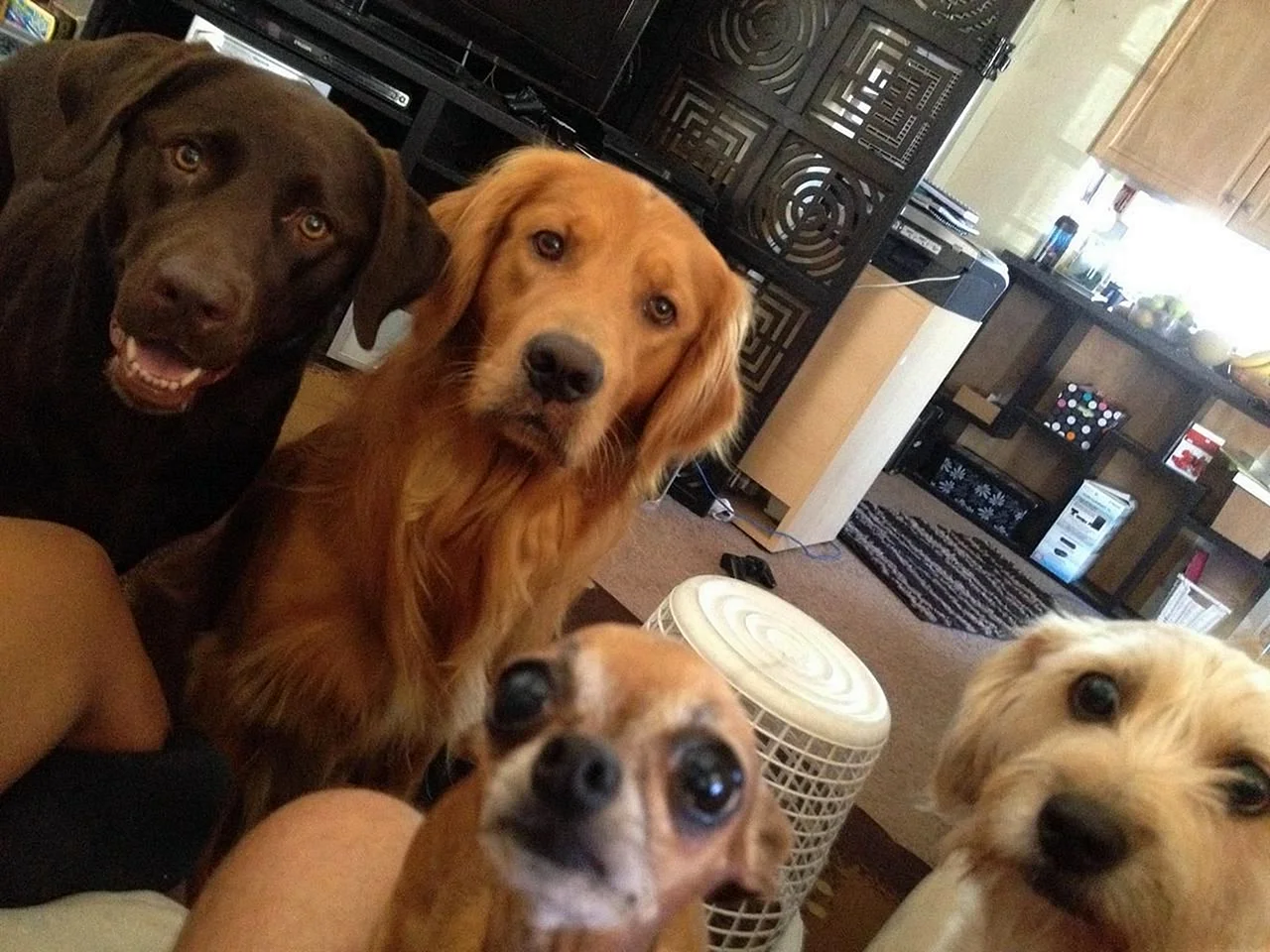 Четверо смешных собак