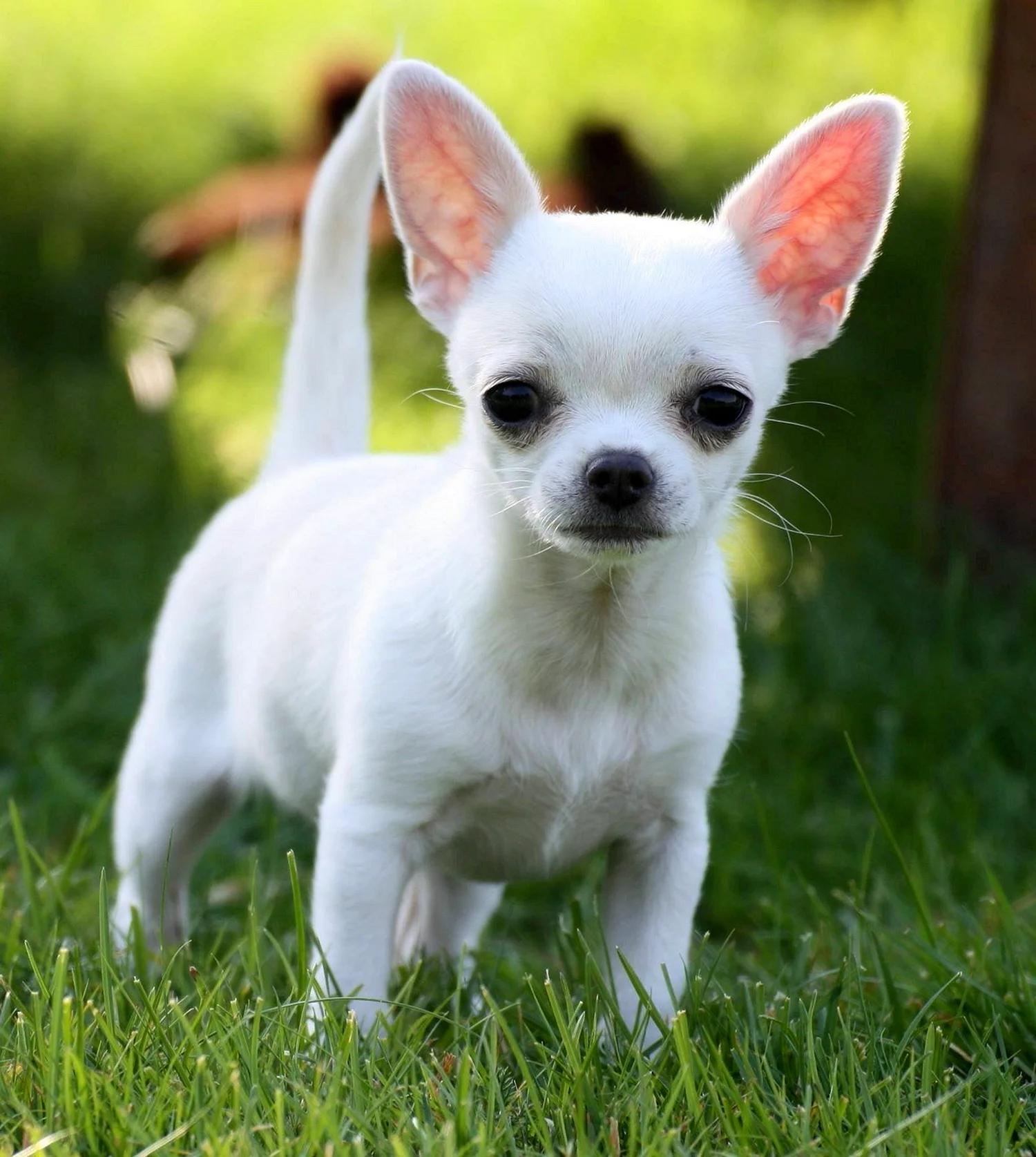 породы маленьких белых собак фото с названиями