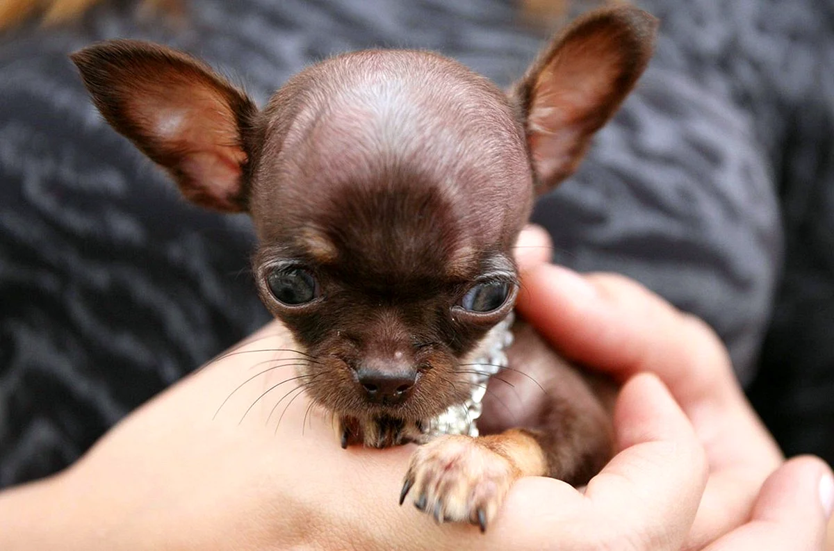 Порода самой маленькой собаки цена. Чихуахуа БУБУ. Собака чихуахуа Милли. Чихуахуа Молли. Чихуахуа чудо Милли.