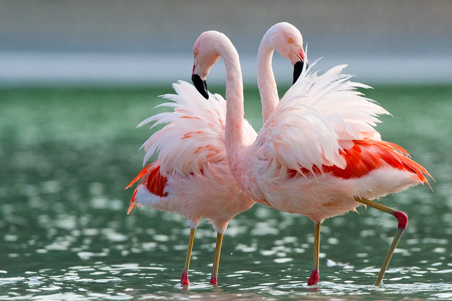 Чилийский Фламинго