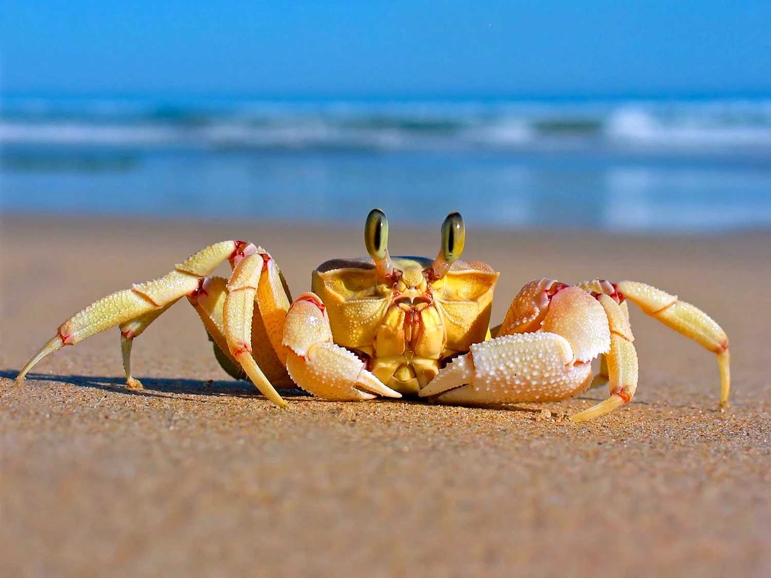 Chilli Crab (Чили-краб)