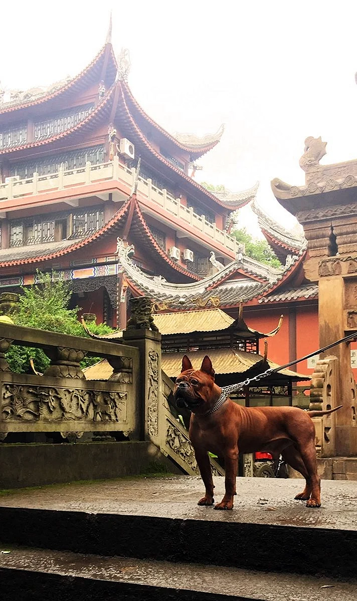 Chinese Chongqing Dog китайский Чунцин