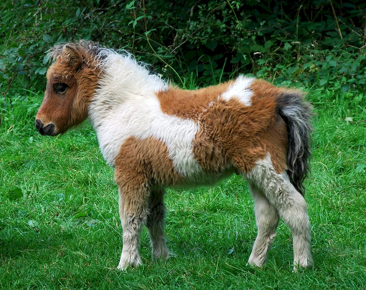 Чинкотигский пони