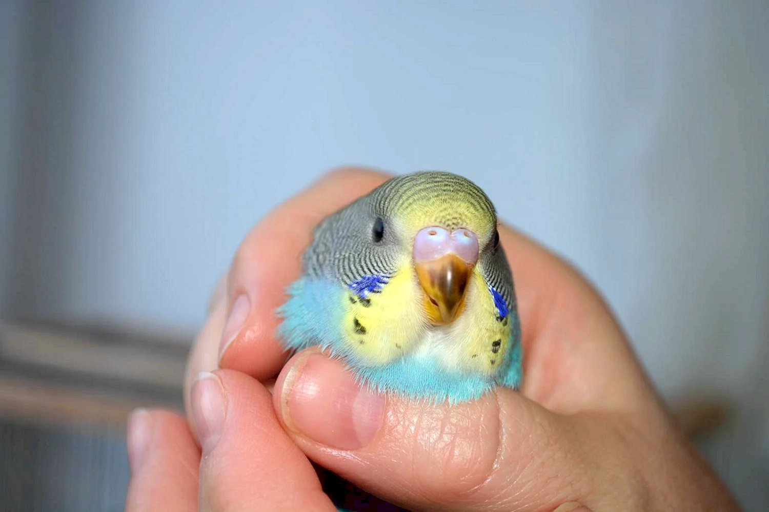 Чириканье волнистого попугая мальчика