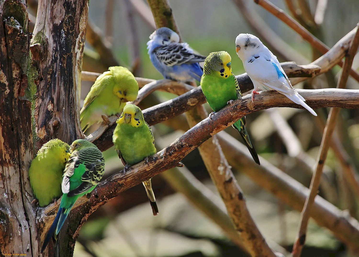 Чириканье волнистых попугаев