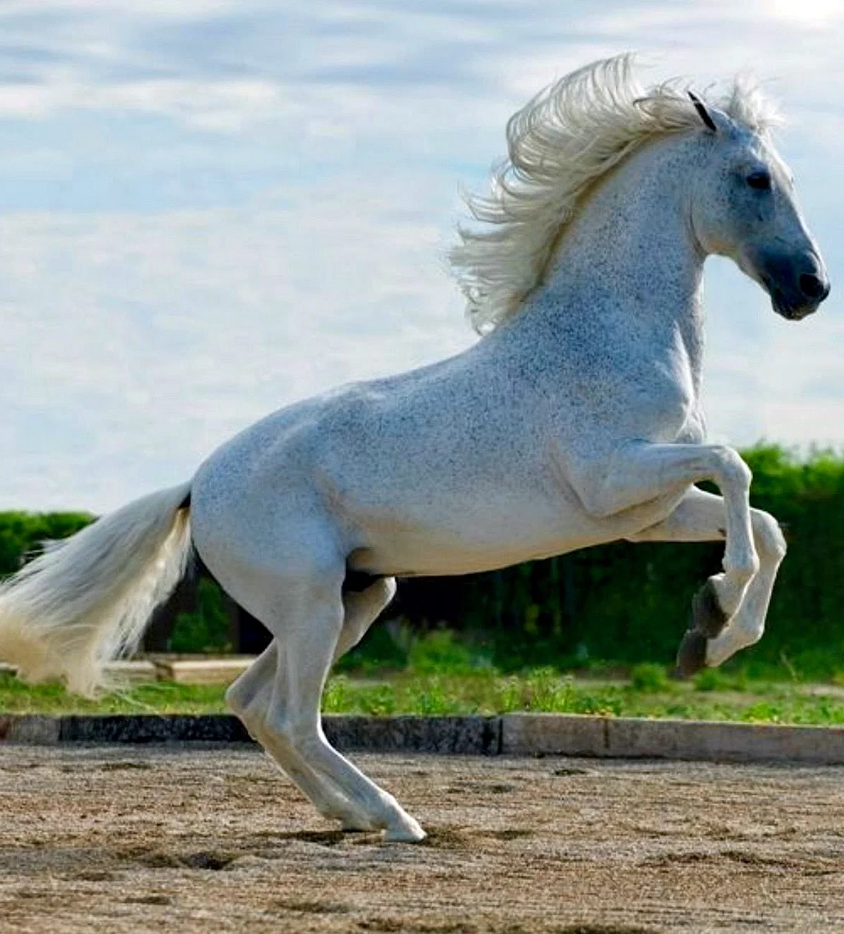 Чистокровная Андалузская лошадь