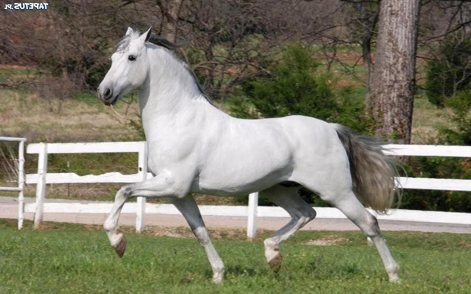 Чистокровная Андалузская лошадь