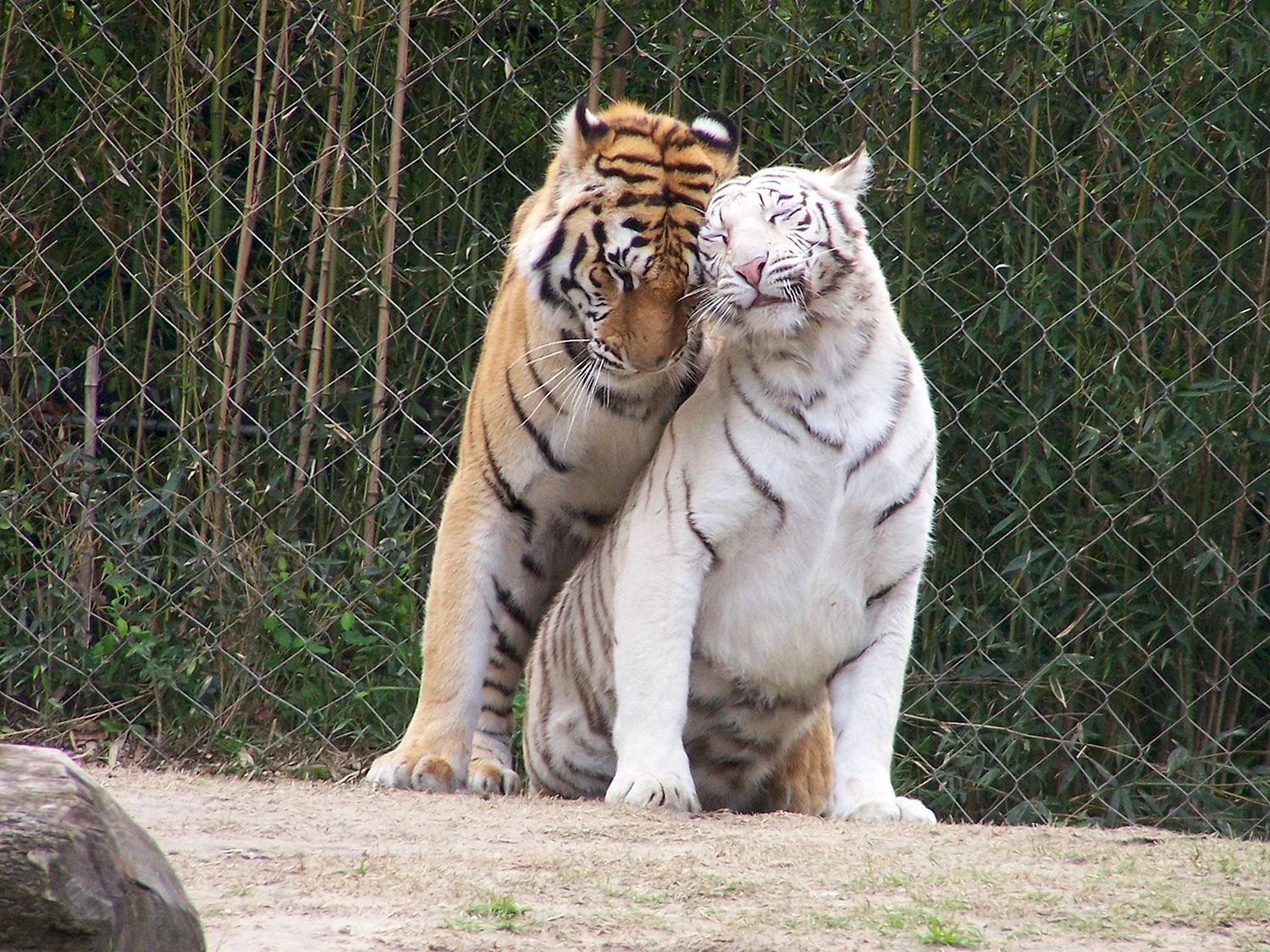 Что любит тигр