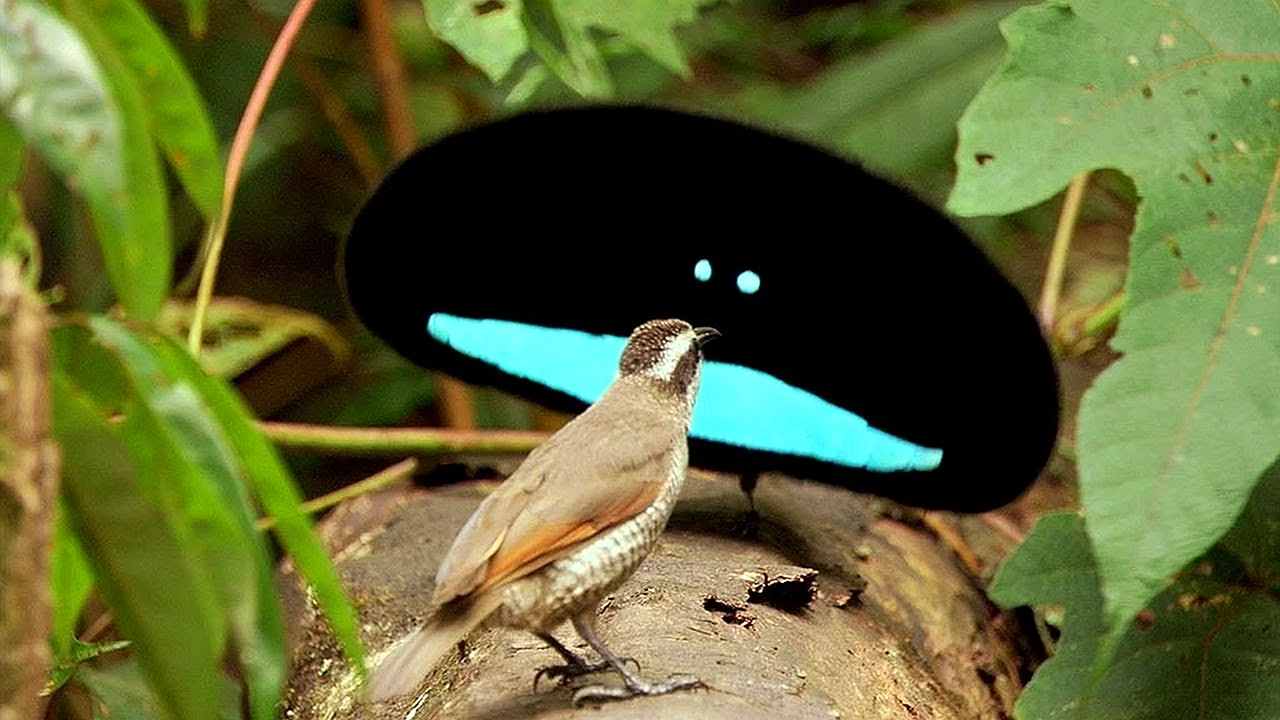 Райская птица фото самец и самка