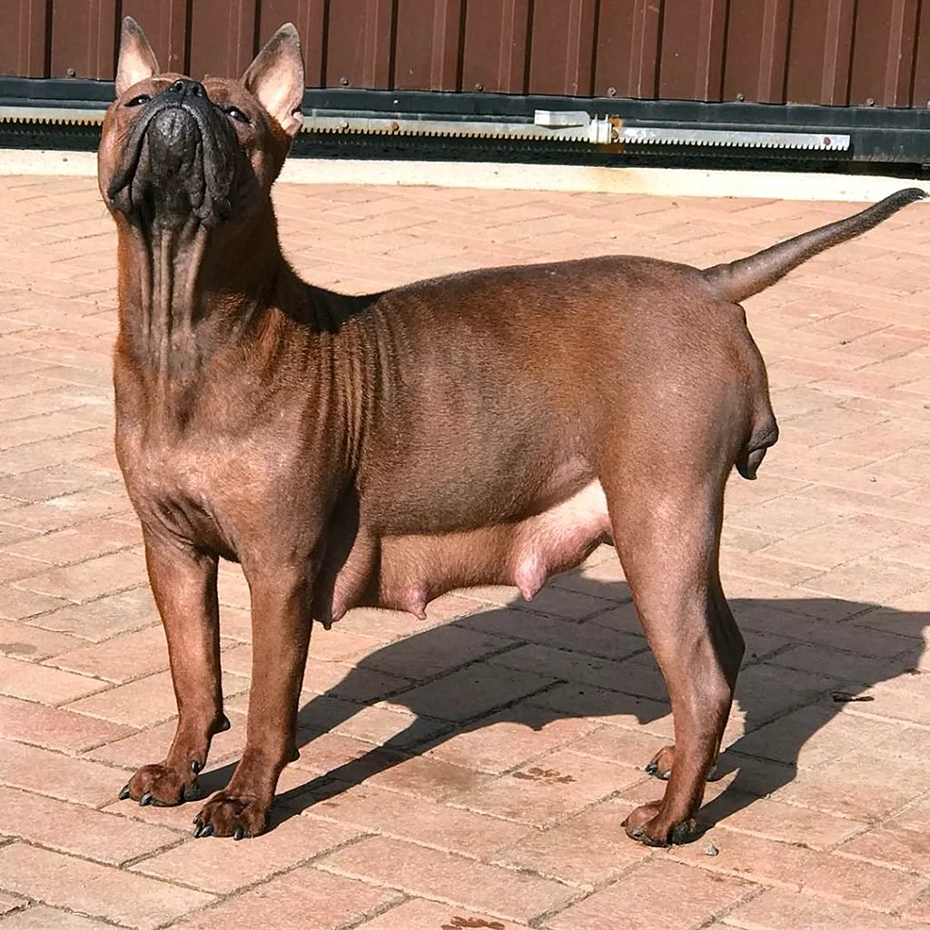Чунцин порода собак