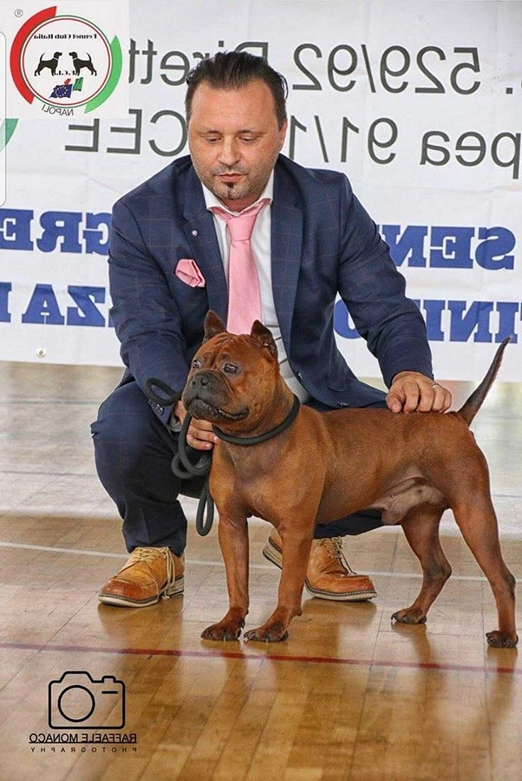 Чунцин собака РКФ