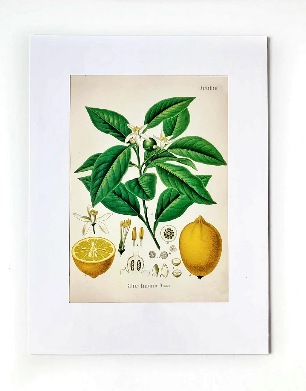 Citrus Clementina Ботанический атлас средневековье