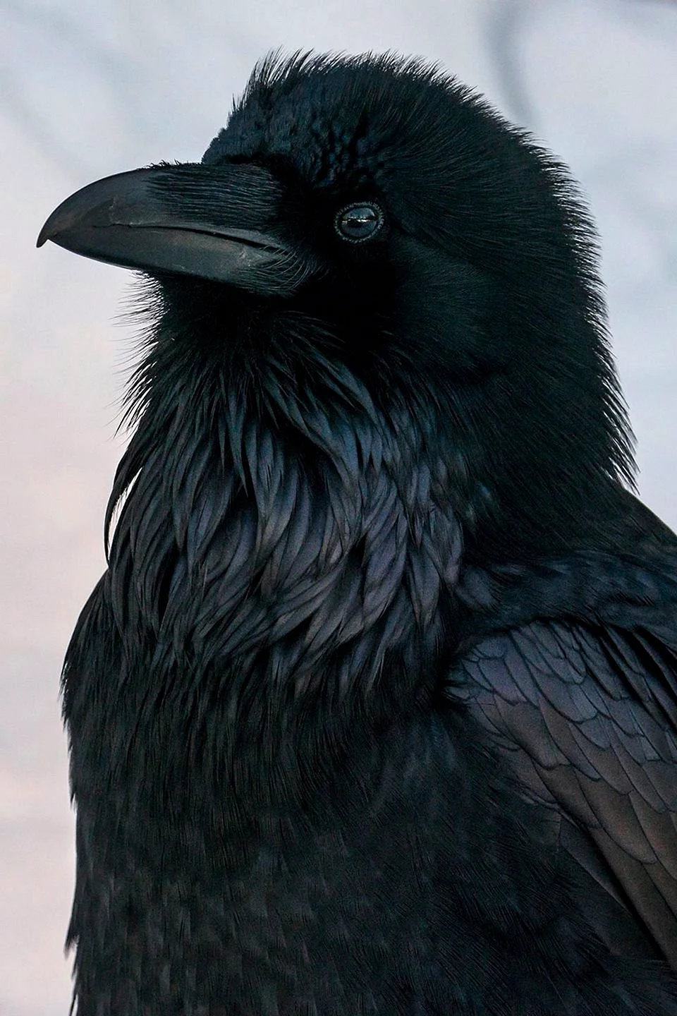 Corvus Corax Bird
