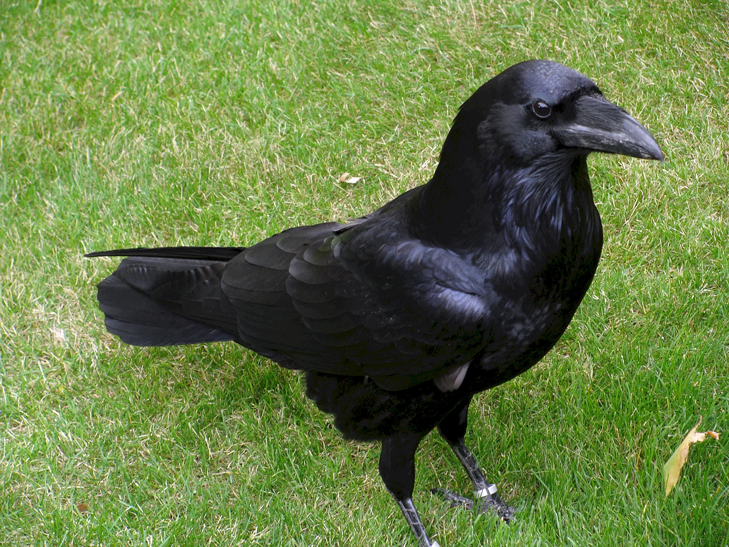 Corvus Corax птица