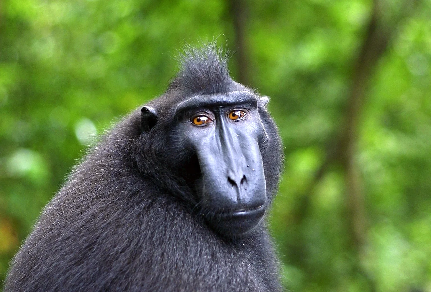 Crested Black macaque