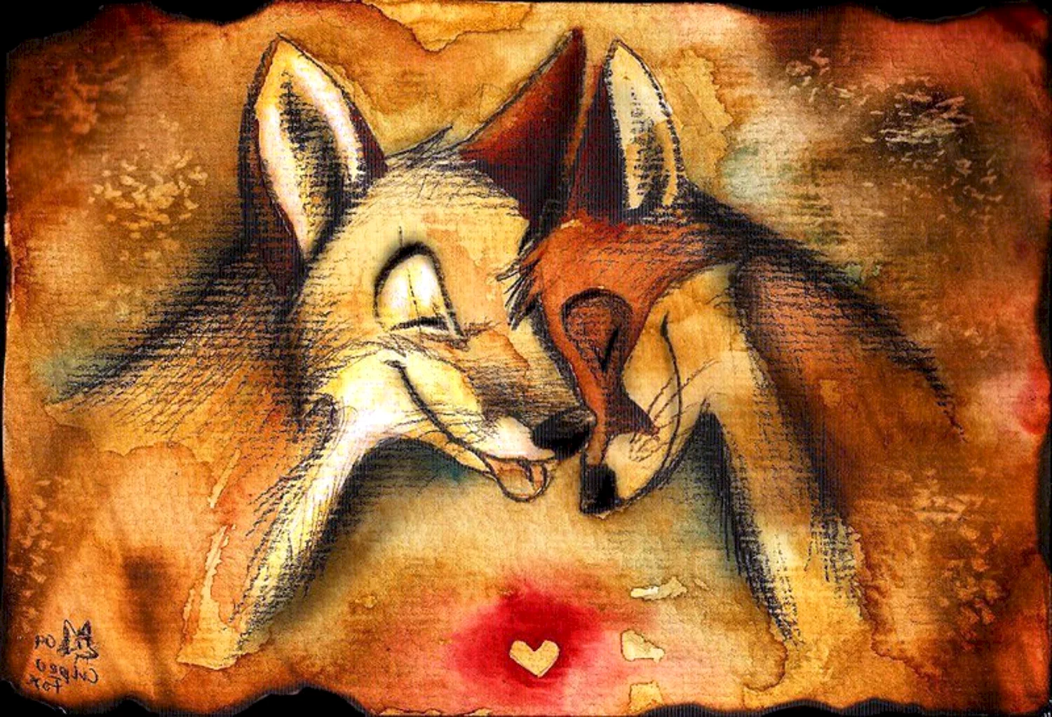 Culpeo Fox лисы любовь