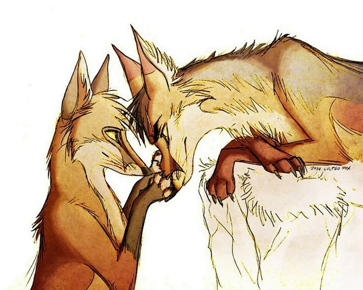 Culpeo Fox любовь
