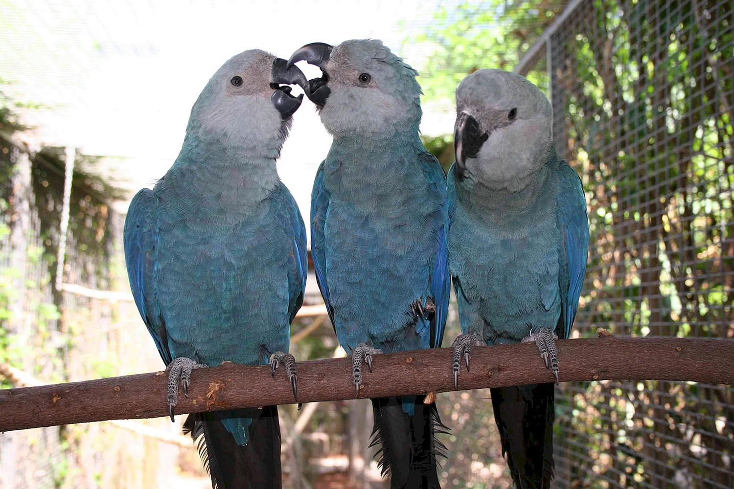 Cyanopsitta spixii