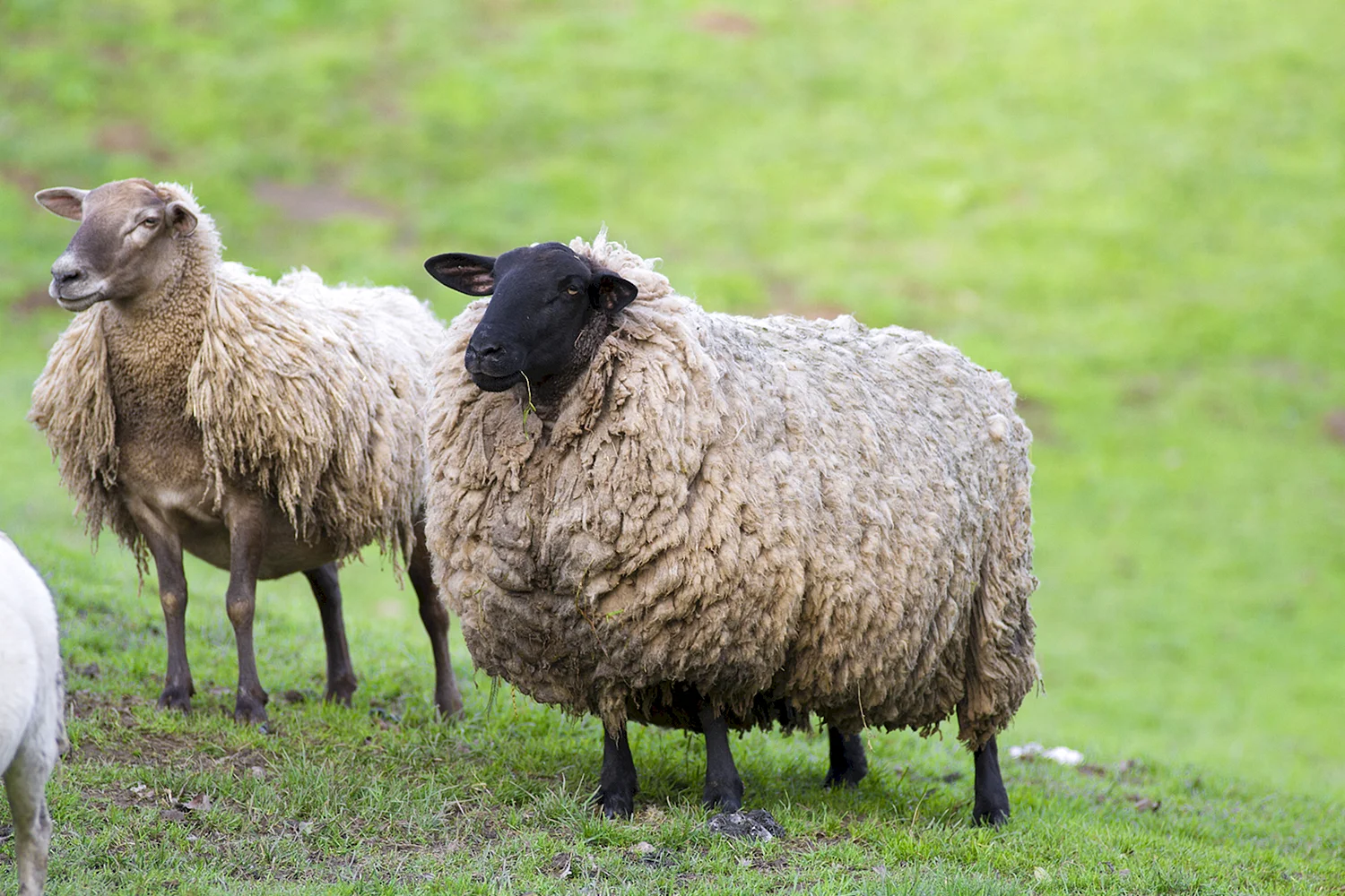 Дагестанская Горная порода овец