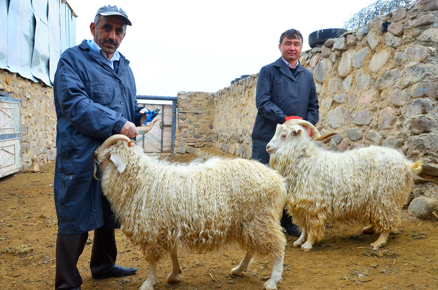 Дагестанская шерстная порода коз
