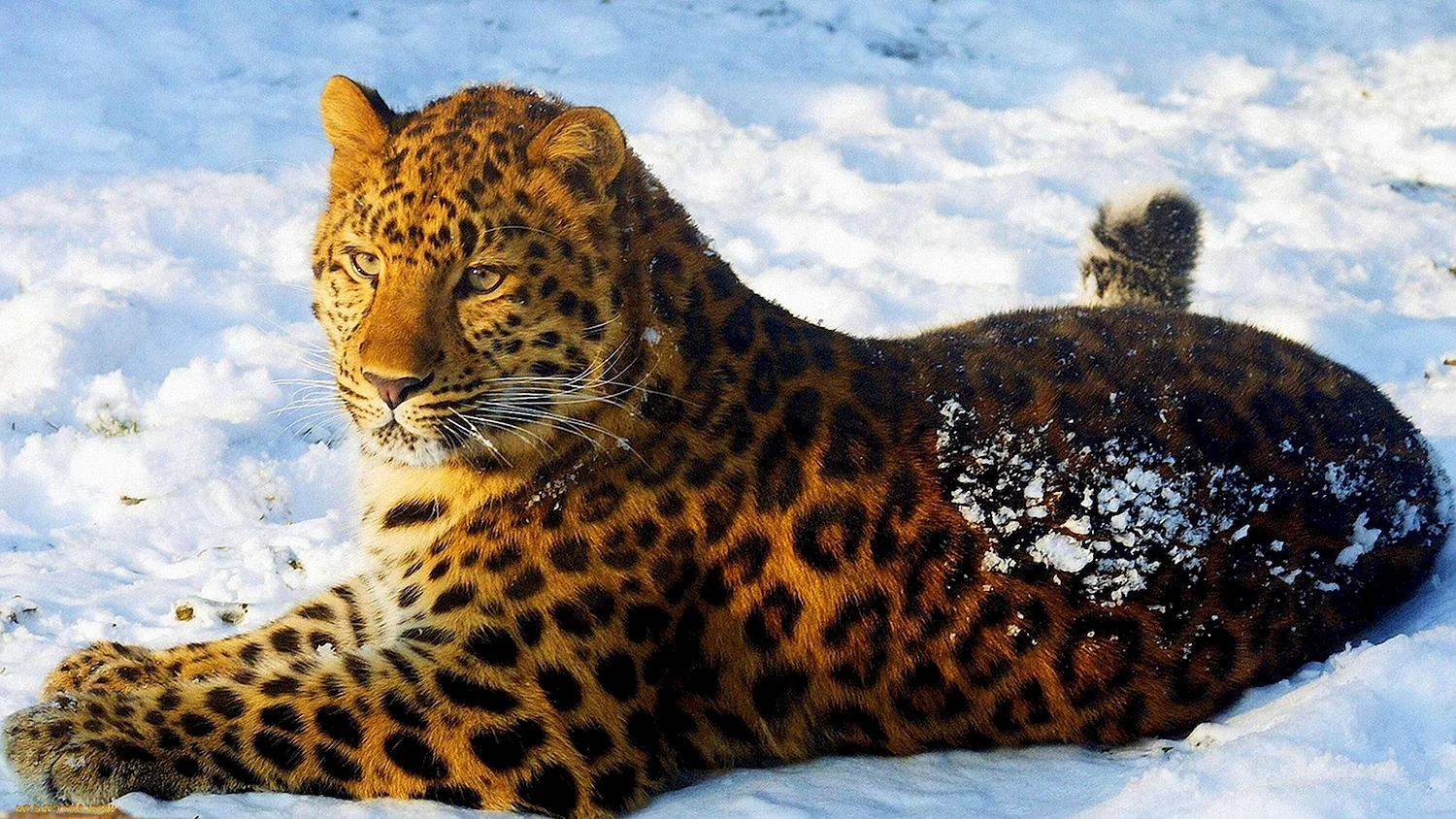 Дальневосточный Амурский леопард