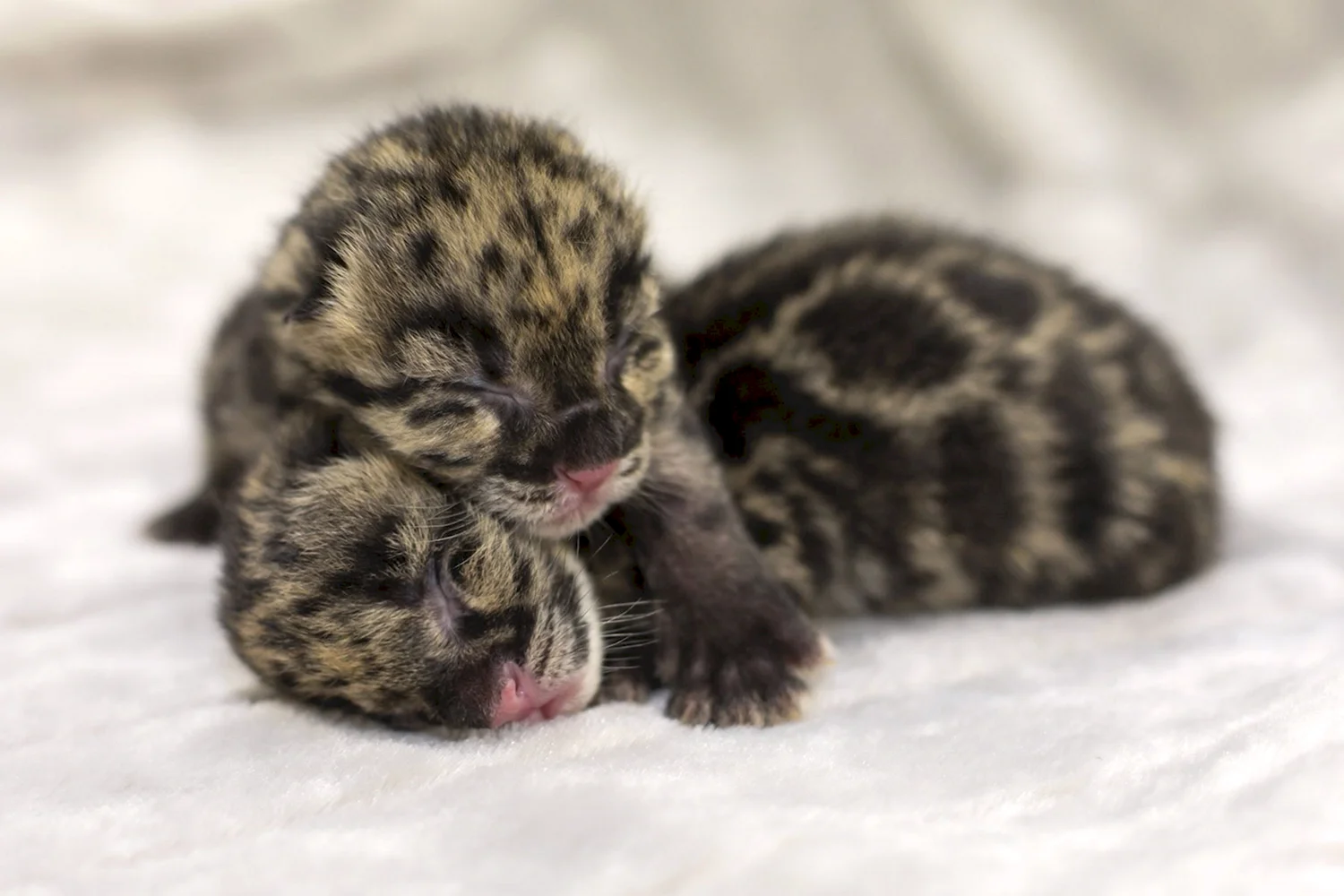 Дальневосточный Амурский леопард котята Новорожденные