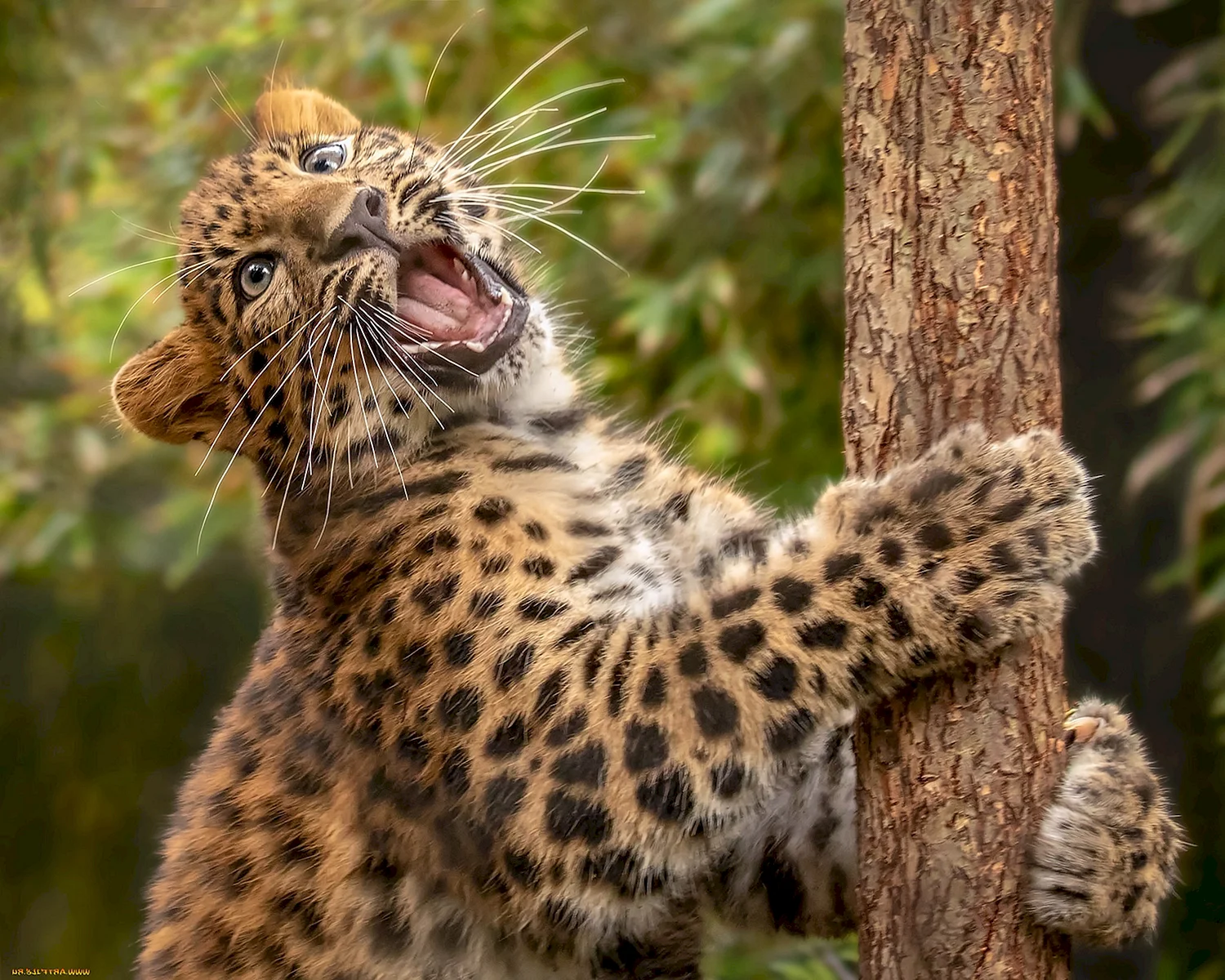 Дальневосточный леопард котята