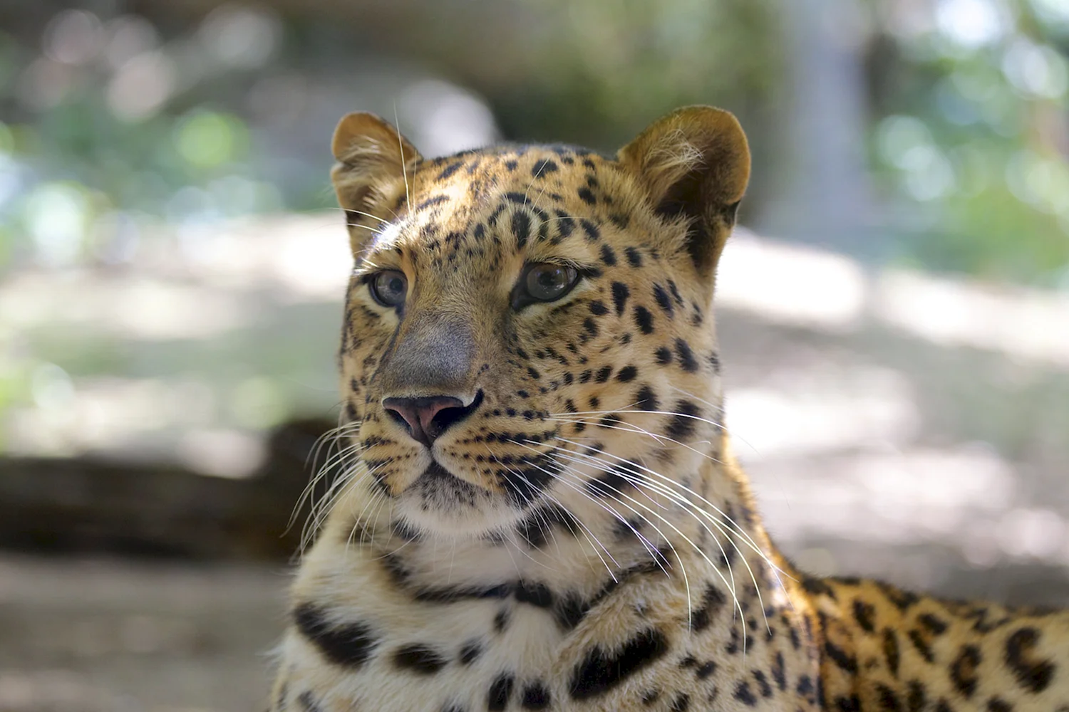 Дальневосточный леопард (Panthera pardus orientalis)