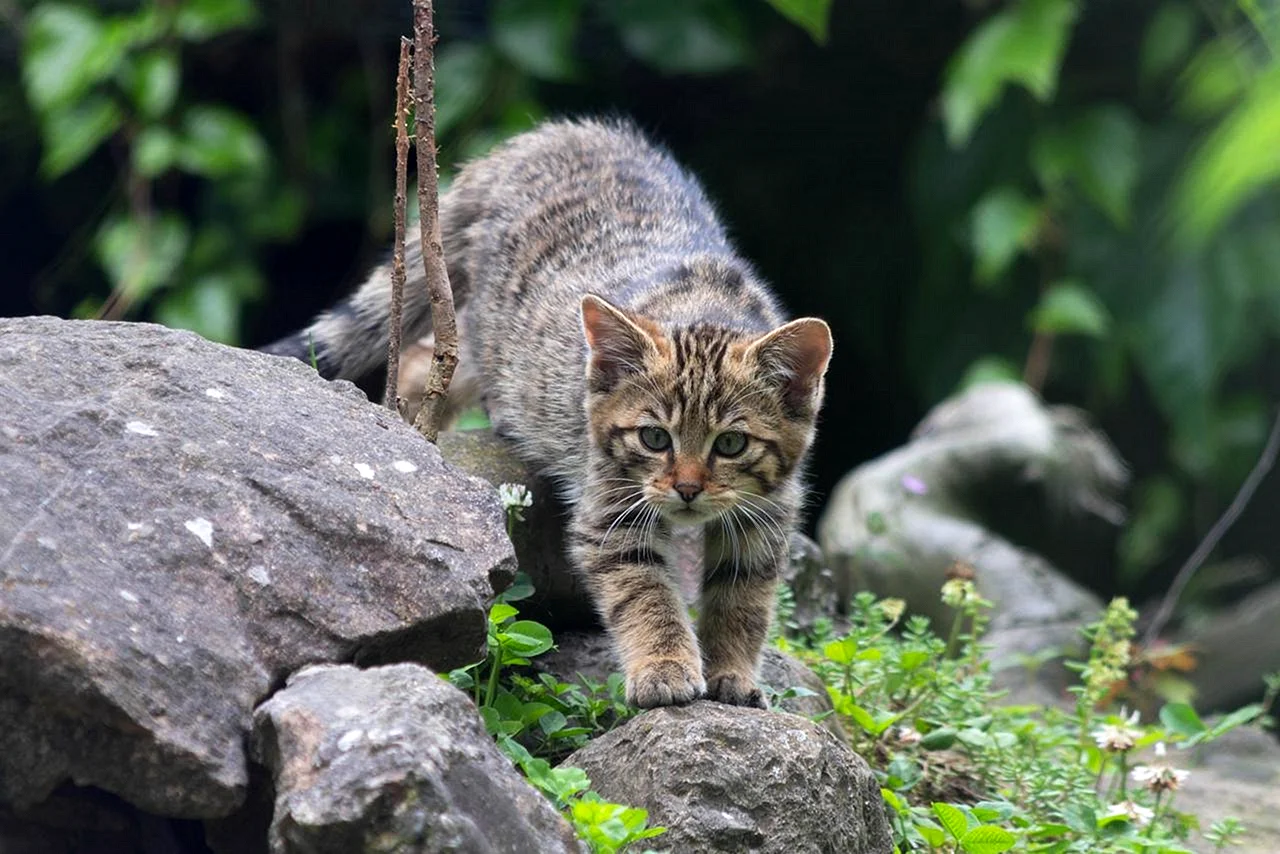 Дальневосточный Лесной кот Кедровая Падь