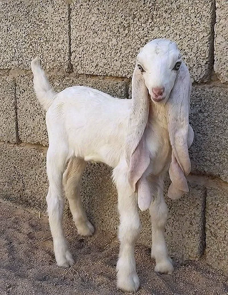Дамасская коза Шами
