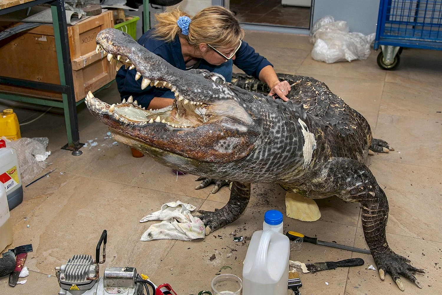 Дарвиновский музей крокодил