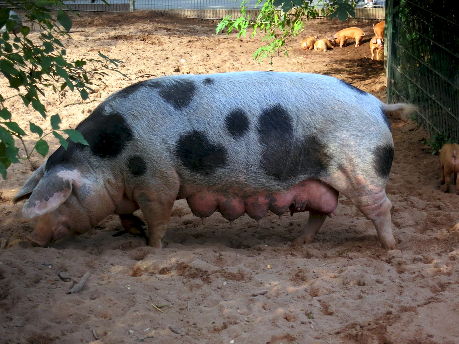 Датская порода свиней