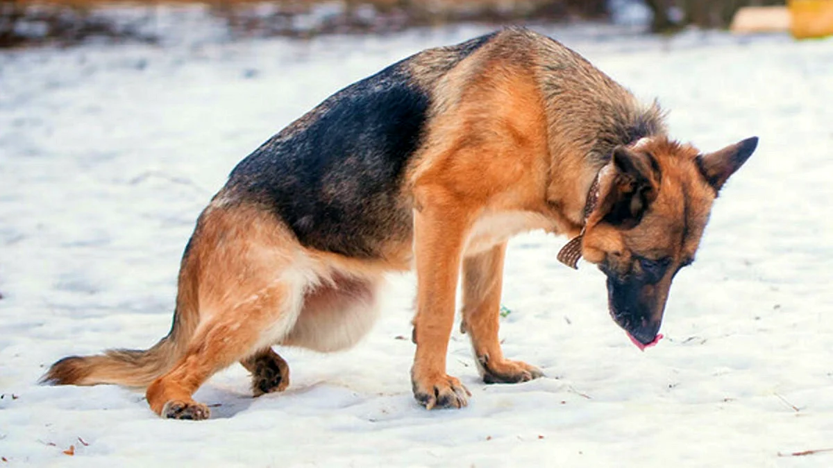 Дегенеративная миелопатия у собак