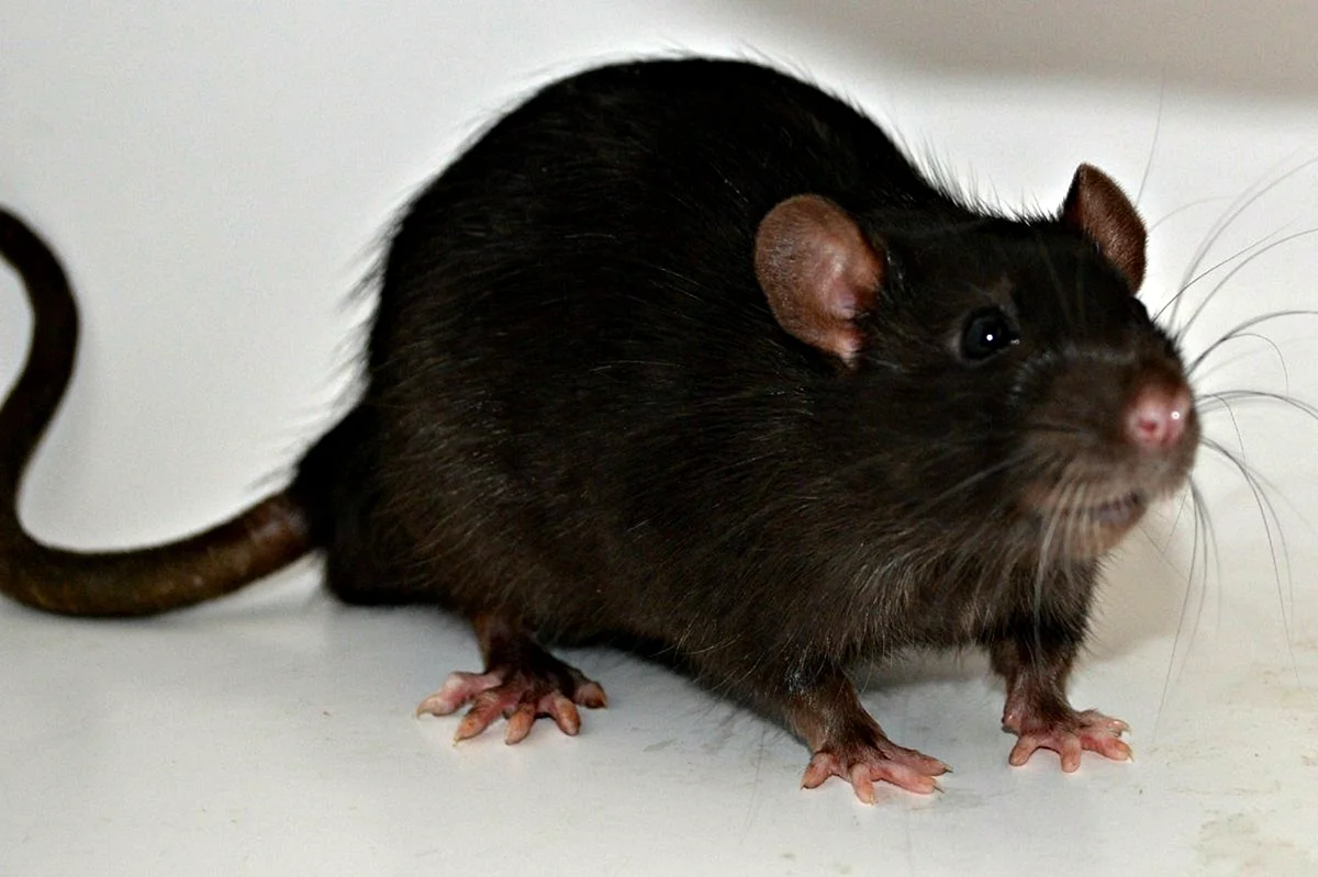 Декоративная крыса черная