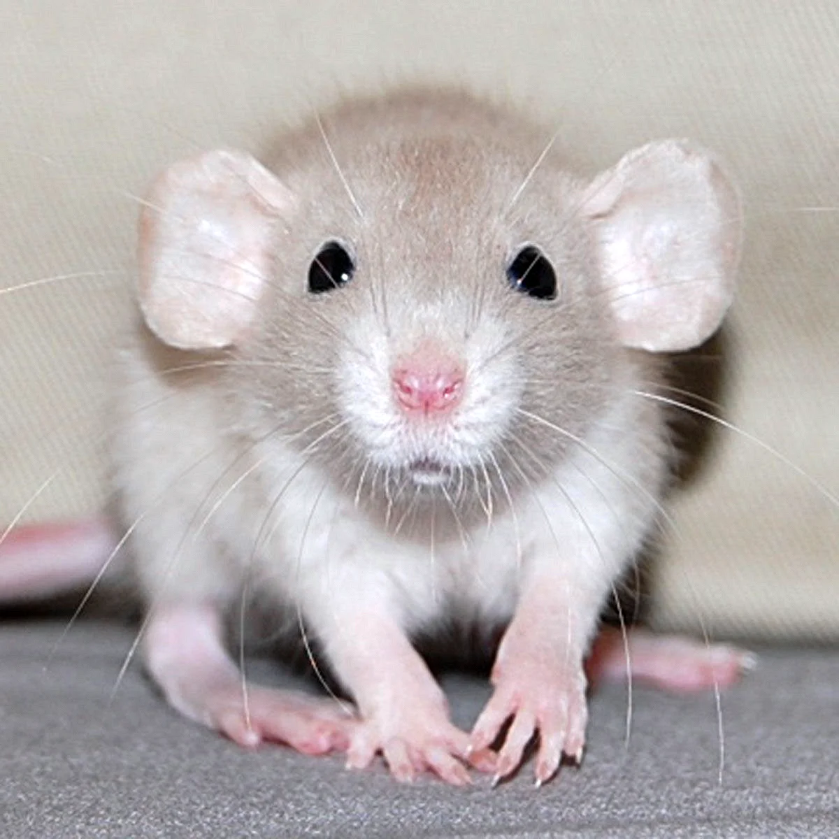 Декоративная крыса Дамбо