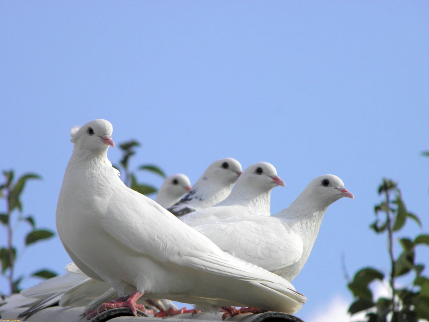 Декоративные белые голуби