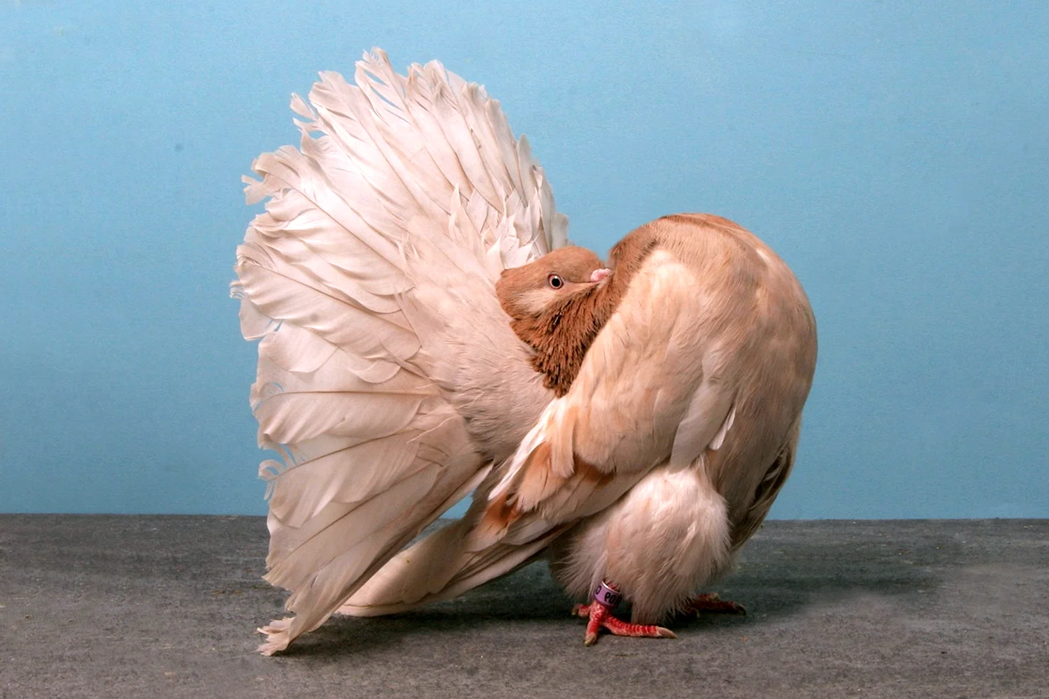 Декоративные голуби