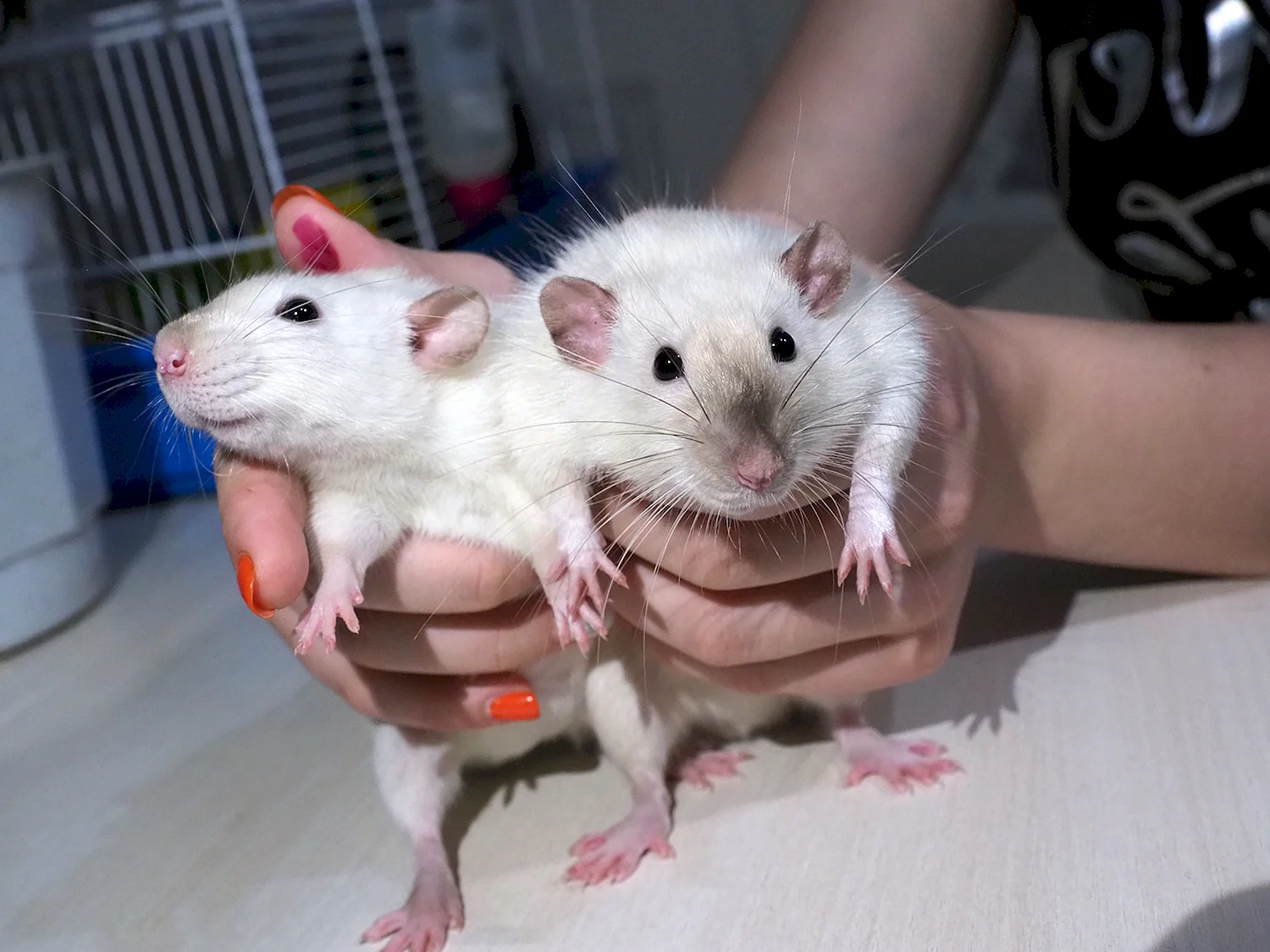 Декоративные крысы породы Дамбо