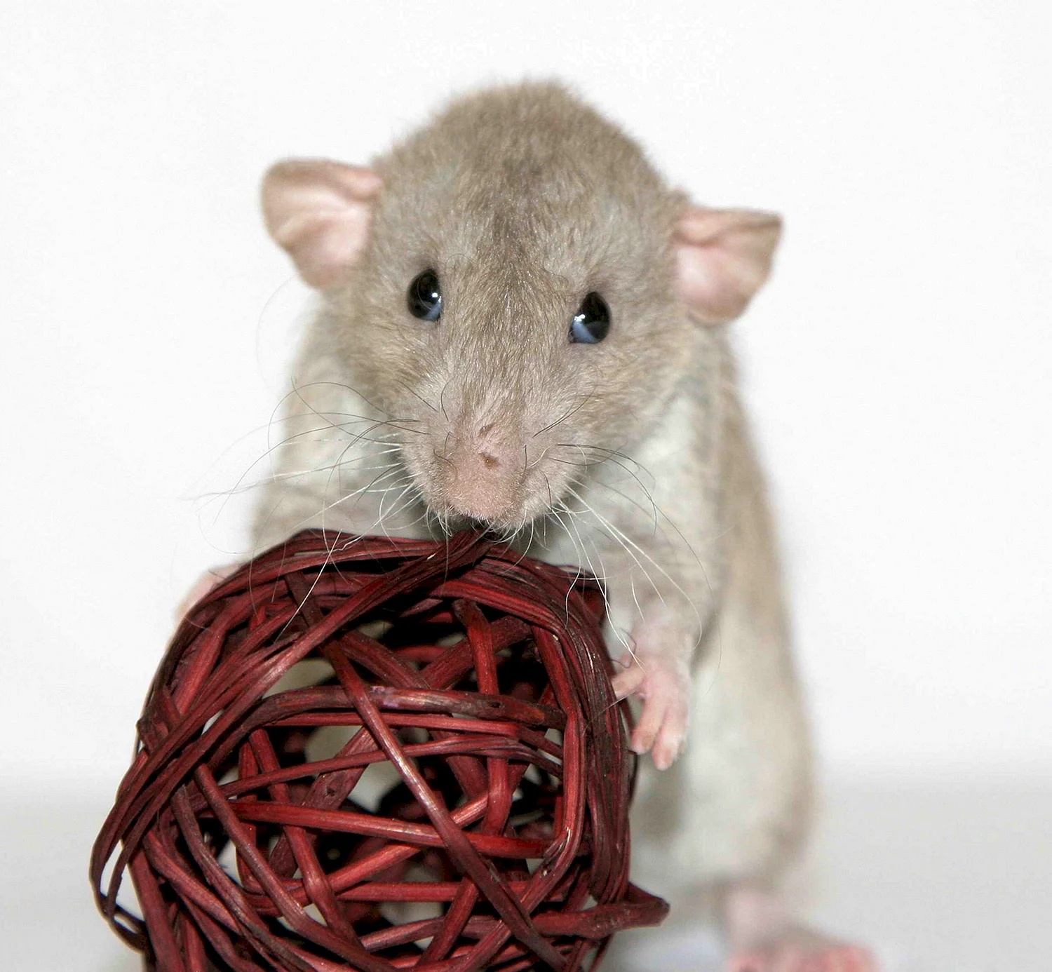 Декоративные крысы породы Дамбо