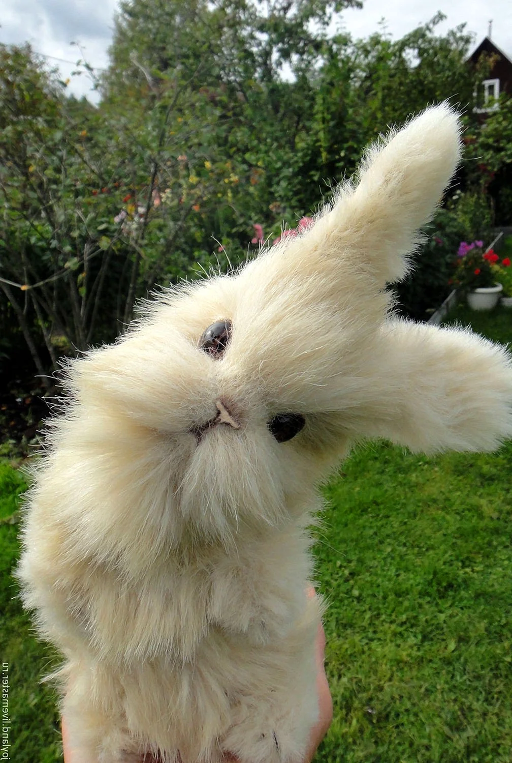 Декоративный кролик ангорский белый