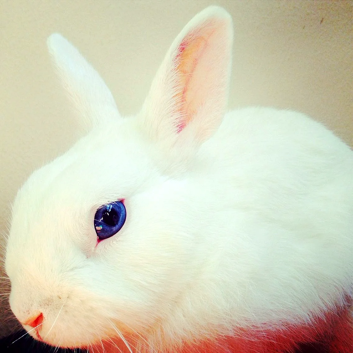 Декоративный кролик белый альбинос