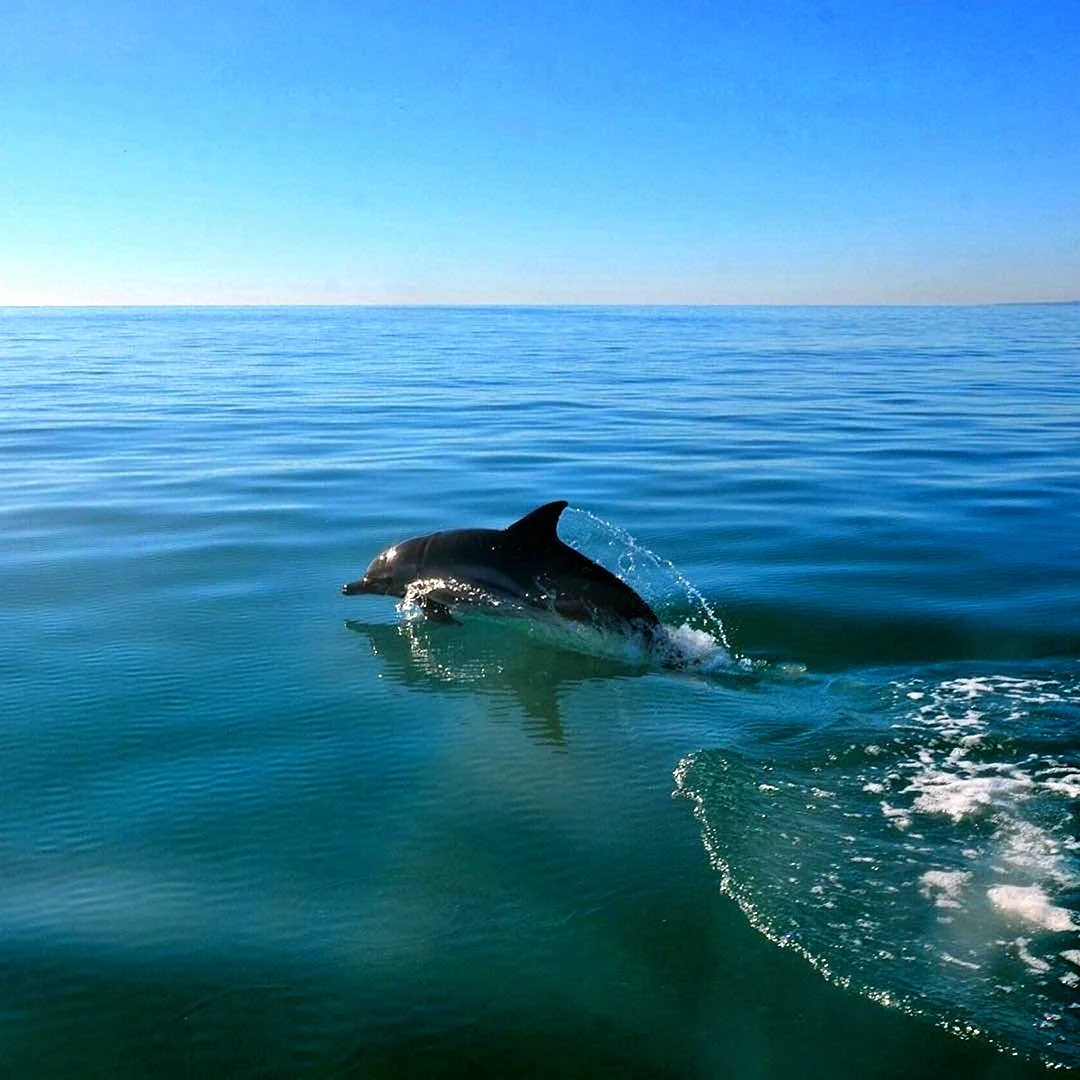 Дельфин Афалина Черноморская