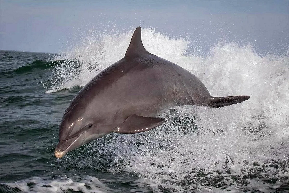 Дельфин Афалина Черноморская