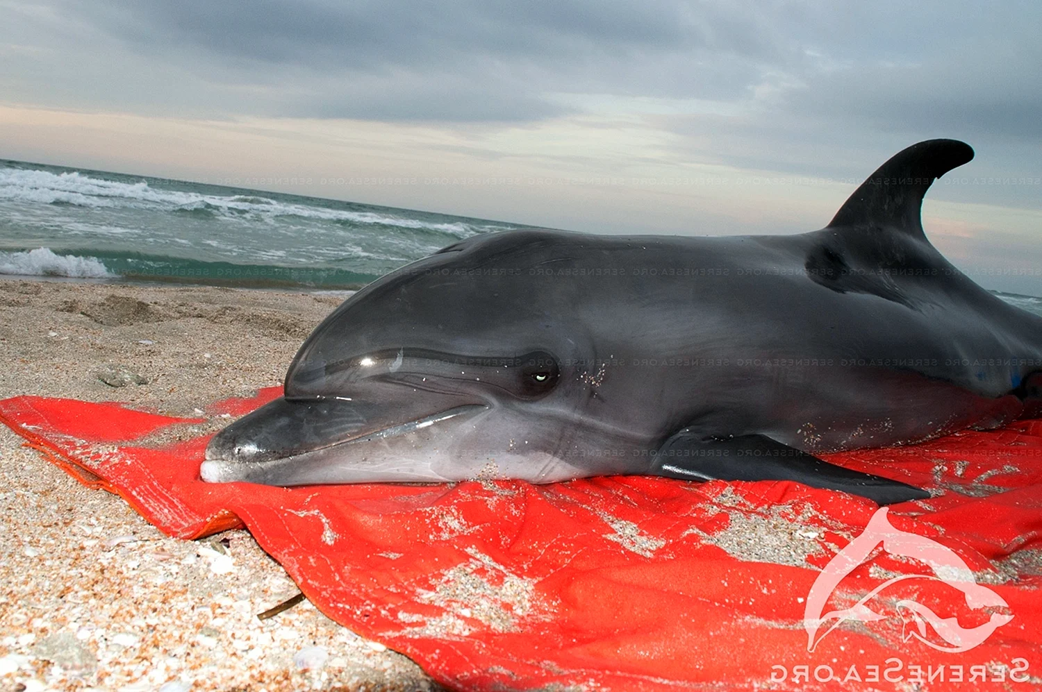 Дельфин Афалина Черноморская чёрный