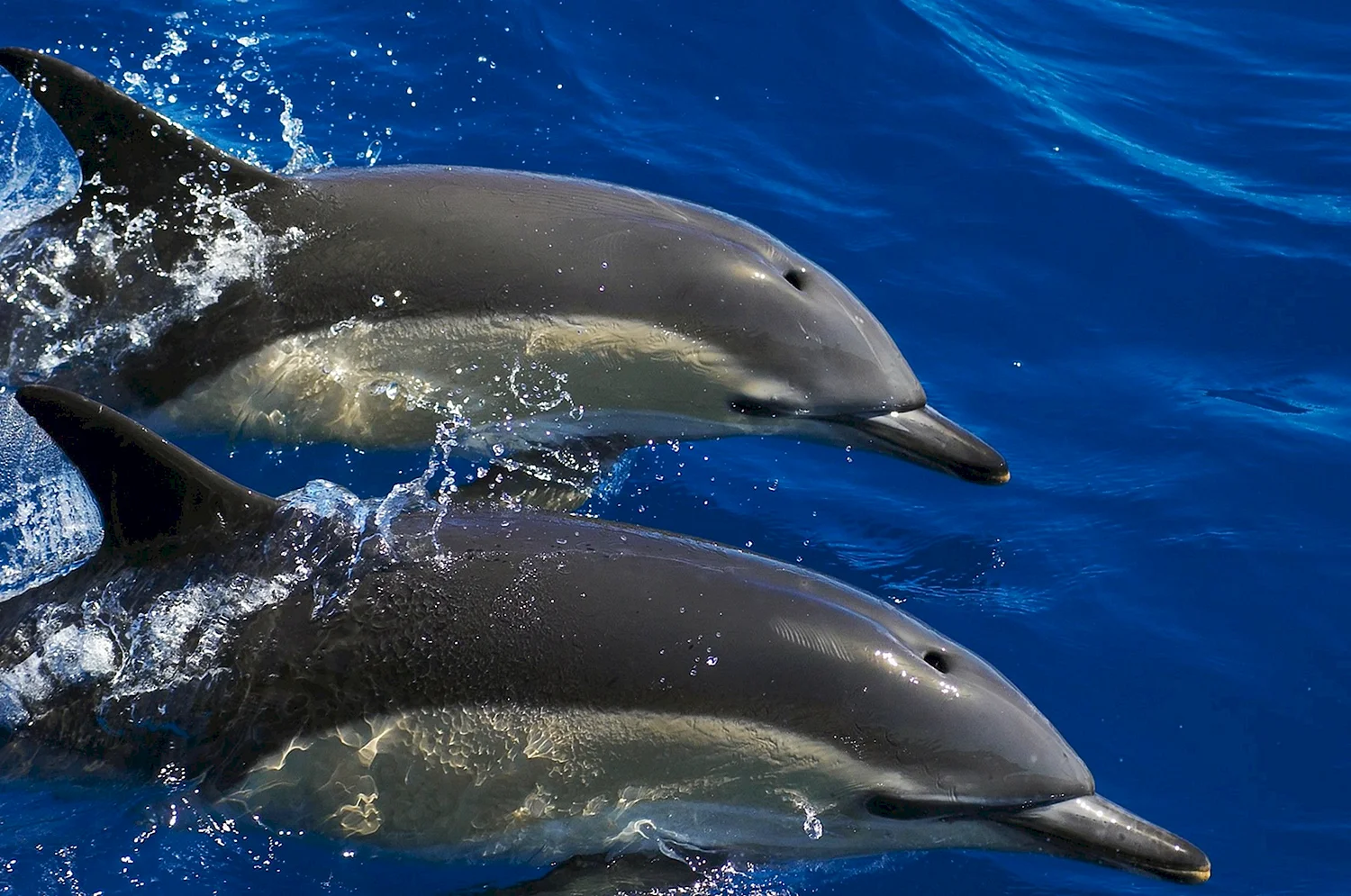 Дельфин Афалина в черном море